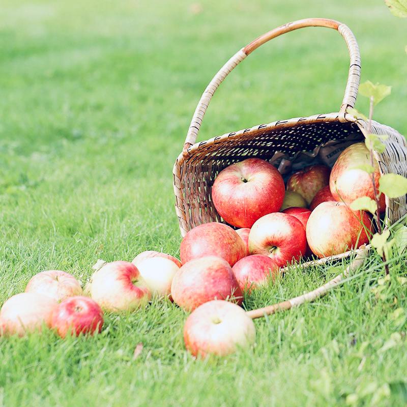 Basket with apples lying on the grass